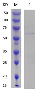 15% SDS-PAGE analysis profiles of purified RGD4CscTNF (CBB stained).